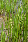 American bur-reed